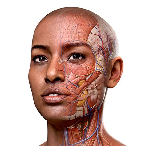 # How to install Human <strong>Anatomy</strong> Atlas <strong>2023</strong> XAPK. . Complete anatomy 2023 mod apk
